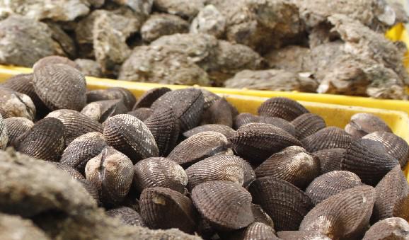 Levantan la veda; ya se pueden consumir moluscos bivalvos en la bahía de Mazatlán
