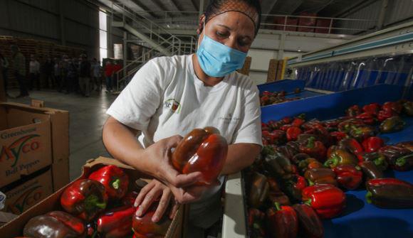 Suma México 50 mil millones de dólares en exportaciones agroalimentarias