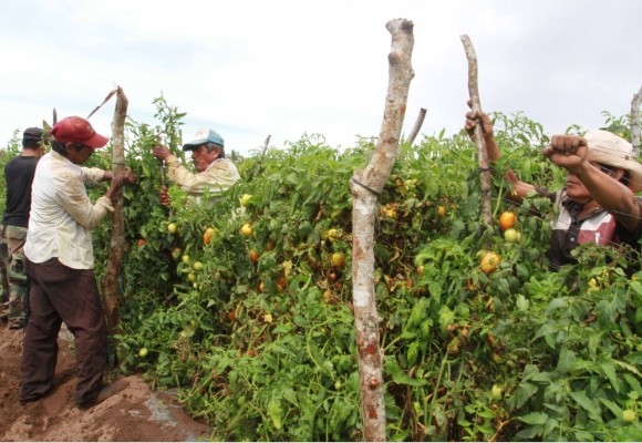 Arancel del 17% al tomate incrementa el riesgo de cerrar agrícolas: Gobernador
