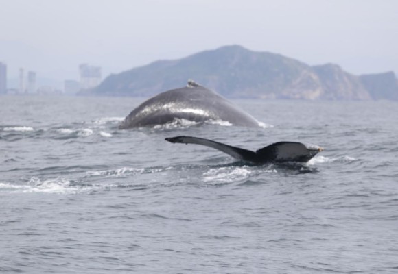 Ballenas jorobadas, un espectáculo de la naturaleza en Mazatlán