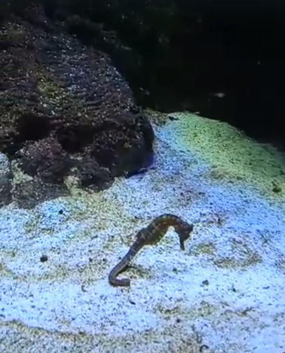 $!‘Emerge del océano’ Nuevo Acuario Mazatlán Mar de Cortés y muestra su belleza al mundo