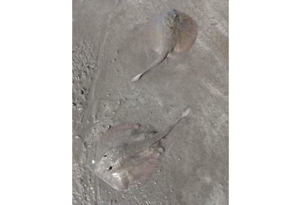 Alertan por presencia de mantarrayas en las playas de Mazatlán