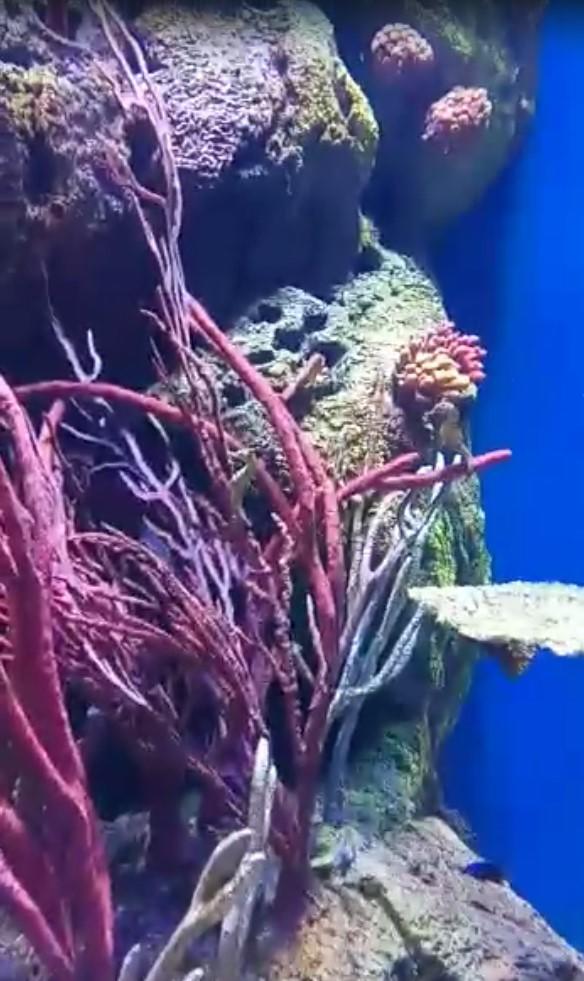 $!‘Emerge del océano’ Nuevo Acuario Mazatlán Mar de Cortés y muestra su belleza al mundo