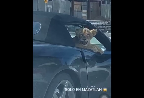 #VIDEO Pasean a un cachorro de león en un automóvil en Mazatlán
