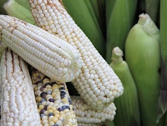 Reporta Segalmex avance de 68.5% en compras de maíz blanco a productores de Sinaloa