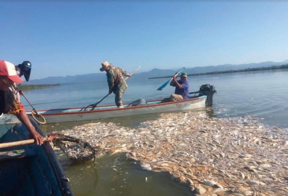 Mortandad de peces en Rosario y Escuinapa, por falta de oxígeno