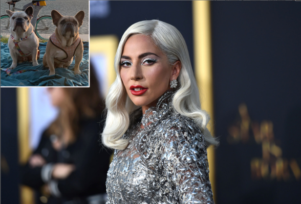 Los bulldogs franceses de Lady Gaga son encontrados a salvo