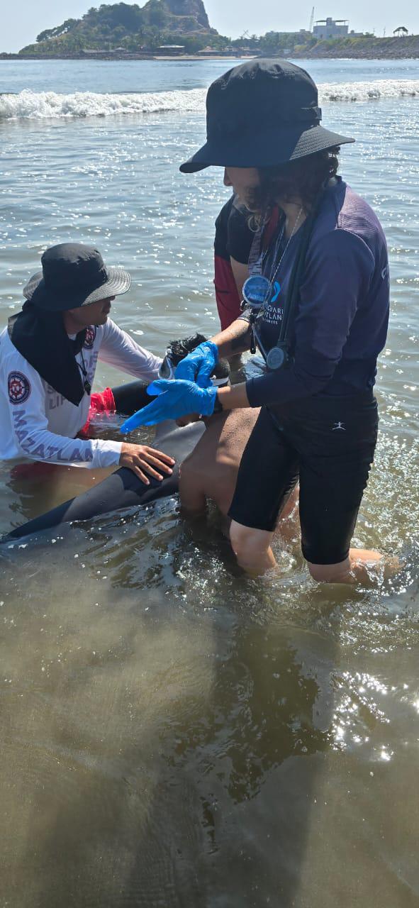 $!Rescatan y liberan a delfín varado en la Isla de la Piedra
