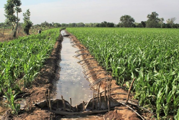 Ven en maíz la principal alternativa de resiembra en Guasave