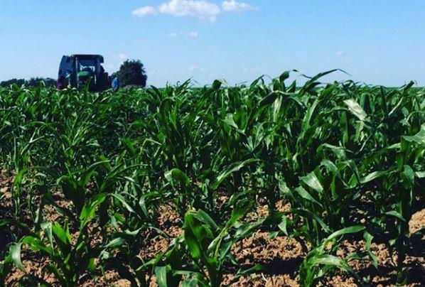 Durante su campaña electoral, Rubén Rocha Moya hizo el compromiso de apoyar a los sectores primarios.