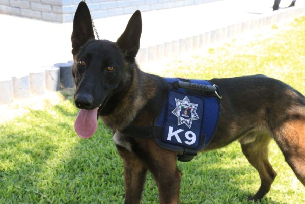 Reconocen a Bruno, agente de la Unidad Canina K9 por su labor contra las drogas