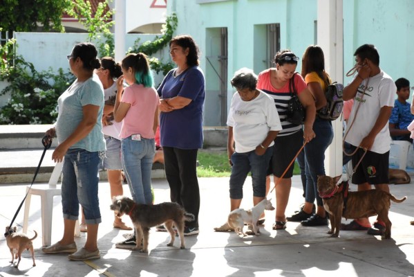 En Rosario, inicia campaña de esterilización de mascotas