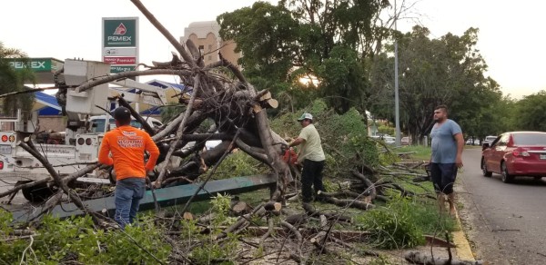 Deja lluvia árboles caídos, autos varados y cortes eléctricos, en Culiacán