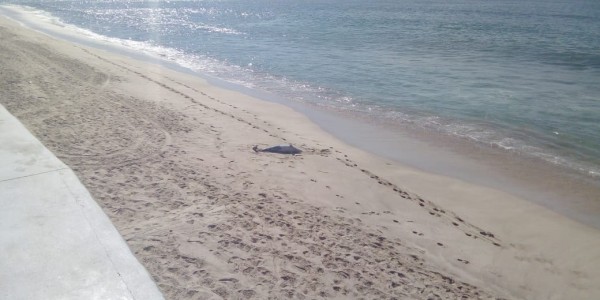 Arroja el mar un delfín muerto en playas de Mazatlan