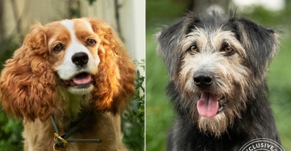 El live action de La Dama y el Vagabundo será protagonizado por perritos rescatados de la calle