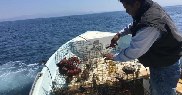 Conapesca incauta en agosto 138 toneladas de productos del mar pescados de forma ilegal
