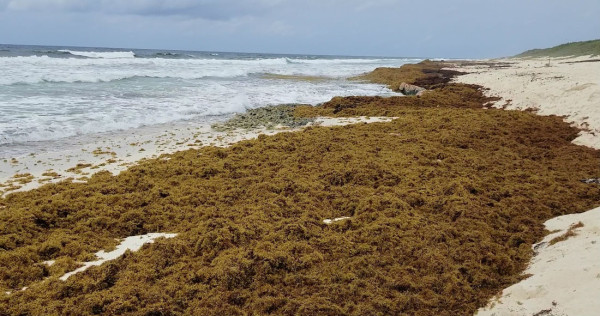 Nueva oleada masiva de sargazo llega a playas de Quintana Roo