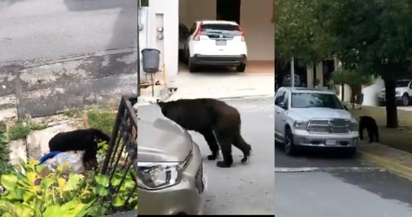 El oso de Chipinque pasea en calles de Monterrey, juega con un gato y se acuesta frente a una casa