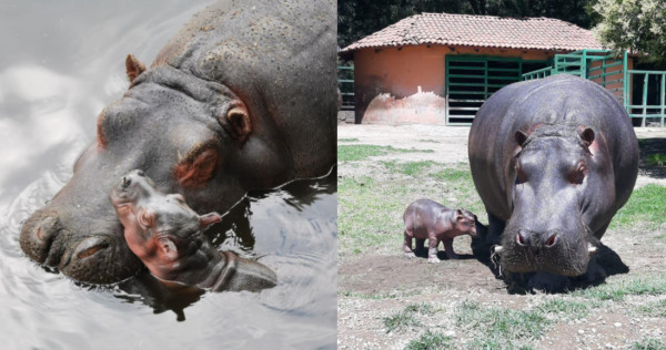 Un hipopótamo del Nilo nace en el Parque Ecológico del Edomex