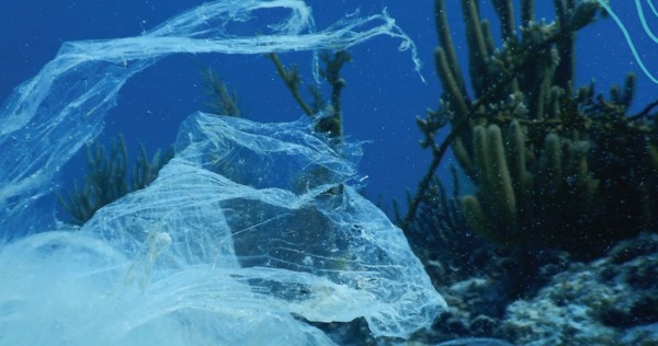 La basura de Coca y Pepsi de 12 países contamina mares de México en Áreas Protegidas, dice estudio