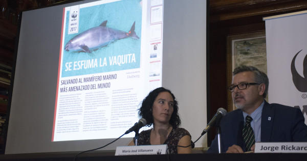 Proponen ONGs plan para salvar a la vaquita marina