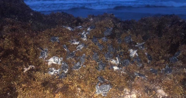 Decenas de tortugas marinas se enredan en el sargazo y mueren en las playas de Quintana Roo