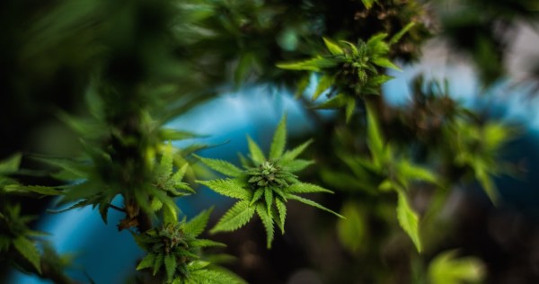 Cofepris libera primer paquete de 38 productos con cannabis