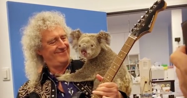 Brian May, guitarrista de Queen, toca para un koala salvado de los incendios en Australia