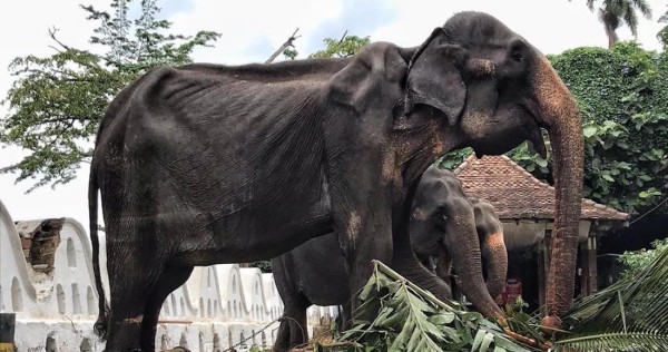 Muere Tiriki, la elefanta que fue explotada hasta los 70 años y hasta que quedó en puros huesos