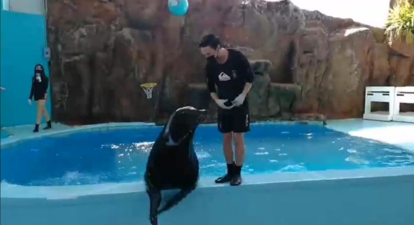 Susy es el nombre de la lobita marina del Acuario de Mazatlán