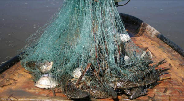 Presencia del pez diablo en Sinaloa es una amenaza para la pesca y los ecosistemas