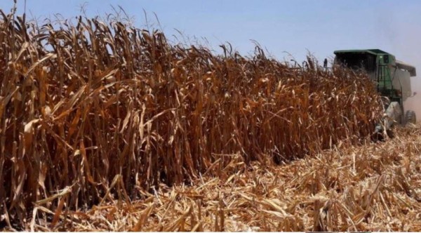 Segalmex fija precio de referencia de $3,790.31 y apoyo de $359.69 para maíz de Sinaloa