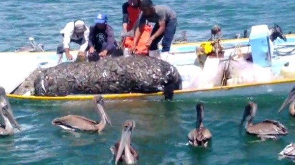 'Arrecian' pangas saqueo de camarón de altamar en Guasave