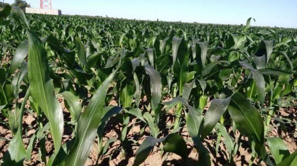 Heladas afectarían al campo agrícola en el norte de Sinaloa, advierte especialista