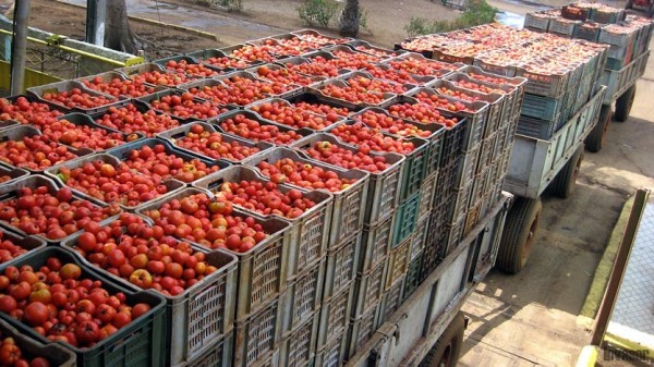 Imposible inspeccionar 100% camiones de tomate que van a EU: SADER y productores sinaloenses