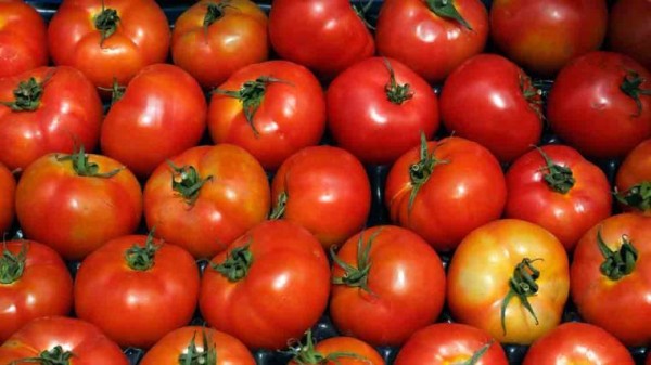 Productores mexicanos de tomate están cerca de lograr nuevo acuerdo con EU, afirma Seade Kuri