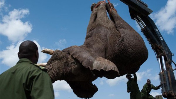 Masacran en África a 90 elefantes