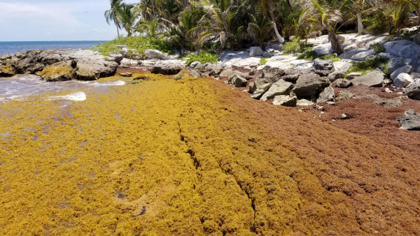 La peste del sargazo: un daño mayor que el peor huracán para la Riviera Maya