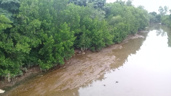 Semarnat avala, si se requiere, corte de mangle en 7 municipios declarados emergencia por Willa