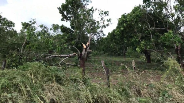 Conafor aún no cuantifica daños por Huracán Willa