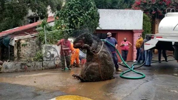 'Rata gigante' aparece en drenaje de la CDMX, donde murió una mujer