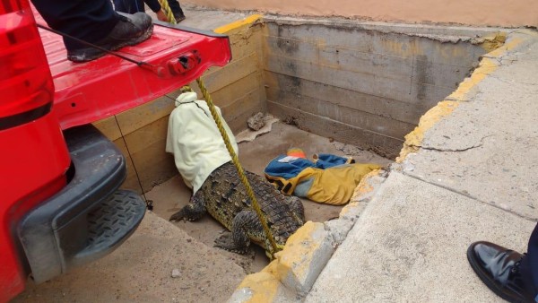 Capturan a cocodrilo que merodeaba las playas de la zona de Cerritos, en Mazatlán