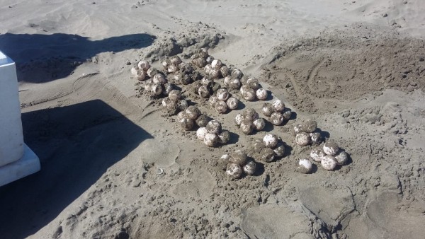 Localizan nidos y aseguran huevos de tortuga en playa Las Glorias en Guasave