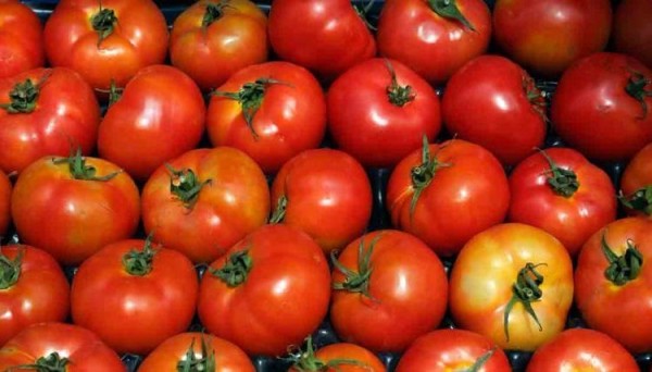 Tomateros mexicanos alcanzan un nuevo acuerdo de suspensión de antidumping con EU