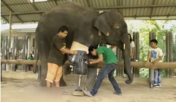 Elefante mutilado por mina en Tailandia obtiene una prótesis de pierna