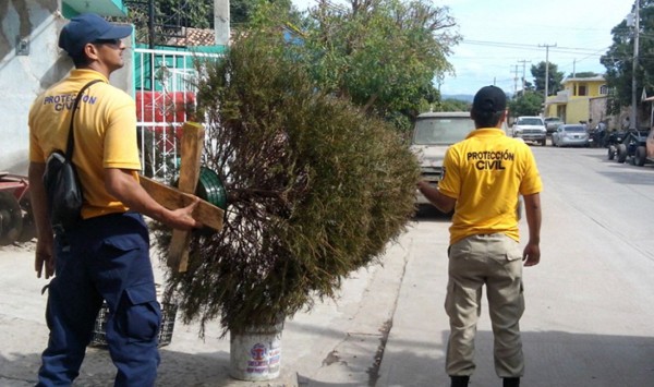 Inicia Ayuntamiento de Culiacán campaña para reciclar árboles de navidad