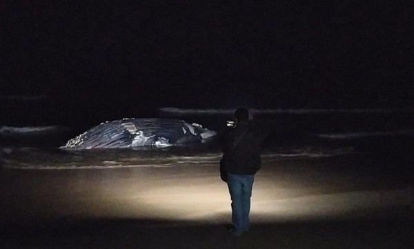 En Mazatlán, aparece muerta una ballena jorobada en Playa Brujas