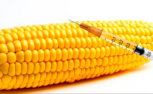 Gobierno Federal anuncia posible flexibilización de postura ante maíz transgénico