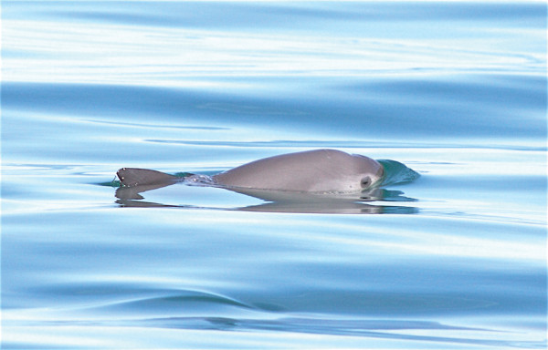 Quedan menos de 30 vaquitas marinas, advierten expertos