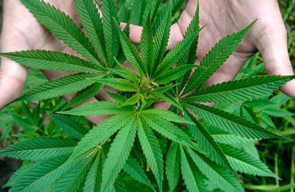 El uso de la planta de mariguana ahora podrá ser lúdico y recreativo, no solo médico y científico.